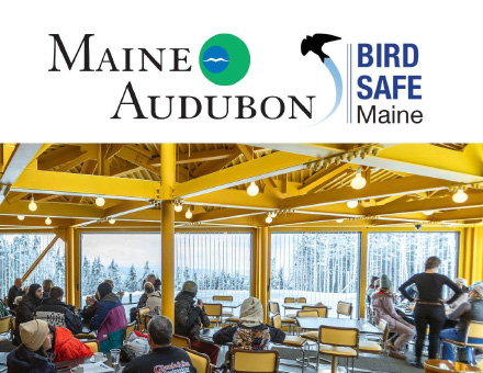 Saddleback Birdsafe Award